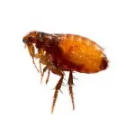 Business 3 image FLEA REMOVAL PERTH Pest Control in Perth WA