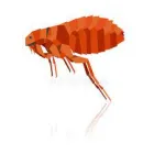 Business 4 image FLEA REMOVAL PERTH Pest Control in Perth WA
