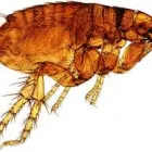 Business 5 image FLEA REMOVAL PERTH Pest Control in Perth WA