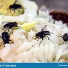 Business 2 image FLIES PEST CONTROL PERTH Pest Control in Perth WA
