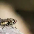Business 4 image FLIES TREATMENT Pest Control in Sydney NSW