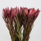 Business 4 image FLOWERS WA - PERTH Wholesaler in West Leederville WA