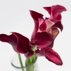 Business 5 image FLOWERS WA - PERTH Wholesaler in West Leederville WA