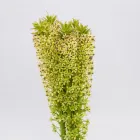 Business 6 image FLOWERS WA - PERTH Wholesaler in West Leederville WA