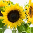 Business 7 image FLOWERS WA - PERTH Wholesaler in West Leederville WA