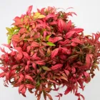 Business 8 image FLOWERS WA - PERTH Wholesaler in West Leederville WA