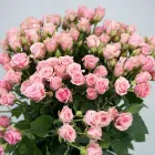 Business 10 image FLOWERS WA - PERTH Wholesaler in West Leederville WA