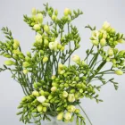 Business 12 image FLOWERS WA - PERTH Wholesaler in West Leederville WA