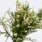 Business 15 image FLOWERS WA - PERTH Wholesaler in West Leederville WA