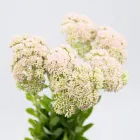 Business 17 image FLOWERS WA - PERTH Wholesaler in West Leederville WA