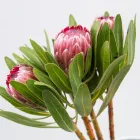 Business 19 image FLOWERS WA - PERTH Wholesaler in West Leederville WA