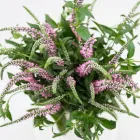 Business 20 image FLOWERS WA - PERTH Wholesaler in West Leederville WA