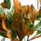 Business 21 image FLOWERS WA - PERTH Wholesaler in West Leederville WA