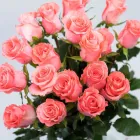 Business 23 image FLOWERS WA - PERTH Wholesaler in West Leederville WA