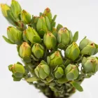 Business 24 image FLOWERS WA - PERTH Wholesaler in West Leederville WA