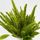 Business 26 image FLOWERS WA - PERTH Wholesaler in West Leederville WA