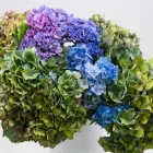 Business 28 image FLOWERS WA - PERTH Wholesaler in West Leederville WA