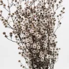 Business 29 image FLOWERS WA - PERTH Wholesaler in West Leederville WA