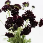 Business 32 image FLOWERS WA - PERTH Wholesaler in West Leederville WA