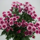 Business 34 image FLOWERS WA - PERTH Wholesaler in West Leederville WA