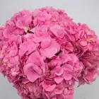 Business 35 image FLOWERS WA - PERTH Wholesaler in West Leederville WA