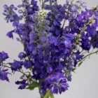 Business 36 image FLOWERS WA - PERTH Wholesaler in West Leederville WA