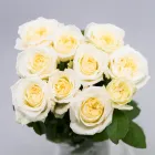 Business 38 image FLOWERS WA - PERTH Wholesaler in West Leederville WA