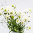 Business 40 image FLOWERS WA - PERTH Wholesaler in West Leederville WA