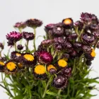 Business 42 image FLOWERS WA - PERTH Wholesaler in West Leederville WA