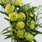 Business 43 image FLOWERS WA - PERTH Wholesaler in West Leederville WA