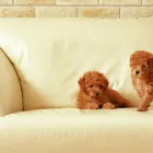 Business 8 image FRESH UPHOLSTERY CLEANING PERTH Commercial & Industrial Cleaning Services in Perth WA