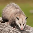Business 1 image FRONT LINE POSSUM REMOVAL ADELAIDE Possum Removal Services in Adelaide SA