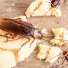 Business 1 image FRONTLINE COCKROACH CONTROL CANBERRA Professional Pest Control Services in Belconnen ACT
