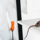 Business 1 image FRONTLINE PEST CONTROL SYDNEY quality pest control in Sydney NSW