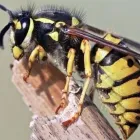 Business 1 image FRONTLINE WASP REMOVAL PERTH Pest Inspection in Perth WA