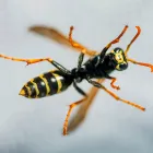 Business 2 image FRONTLINE WASP REMOVAL PERTH Pest Inspection in Perth WA