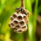 Business 3 image FRONTLINE WASP REMOVAL PERTH Pest Inspection in Perth WA