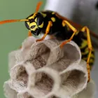 Business 4 image FRONTLINE WASP REMOVAL PERTH Pest Inspection in Perth WA