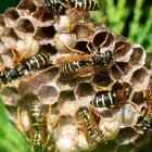 Business 5 image FRONTLINE WASP REMOVAL PERTH Pest Inspection in Perth WA