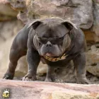 Business 1 image GNETIX BULLIES AUSTRALIA Pet Shops' Suppliers in Sydney NSW