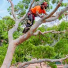 Business 1 image GO TREE QUOTES AUSTRALIA Tree Surgery in Castle Hill NSW