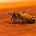 Business 2 image GOODE BEE REMOVAL ADELAIDE Pest Control Australia in Adelaide SA