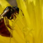 Business 3 image GOODE BEE REMOVAL ADELAIDE Pest Control Australia in Adelaide SA