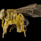 Business 4 image GOODE BEE REMOVAL ADELAIDE Pest Control Australia in Adelaide SA