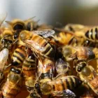 Business 5 image GOODE BEE REMOVAL ADELAIDE Pest Control Australia in Adelaide SA