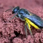 Business 1 image GOODE BEE REMOVAL SYDNEY Pest Control Australia in Sydney NSW