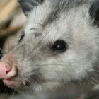 Business 1 image GOODE POSSUM REMOVAL SYDNEY Pest Solutions in Sydney NSW