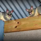 Business 2 image GOODE POSSUM REMOVAL SYDNEY Pest Solutions in Sydney NSW