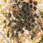 Business 1 image GOODE WASP REMOVAL SYDNEY quality pest control in Sydney NSW