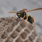 Business 2 image GOODE WASP REMOVAL SYDNEY quality pest control in Sydney NSW